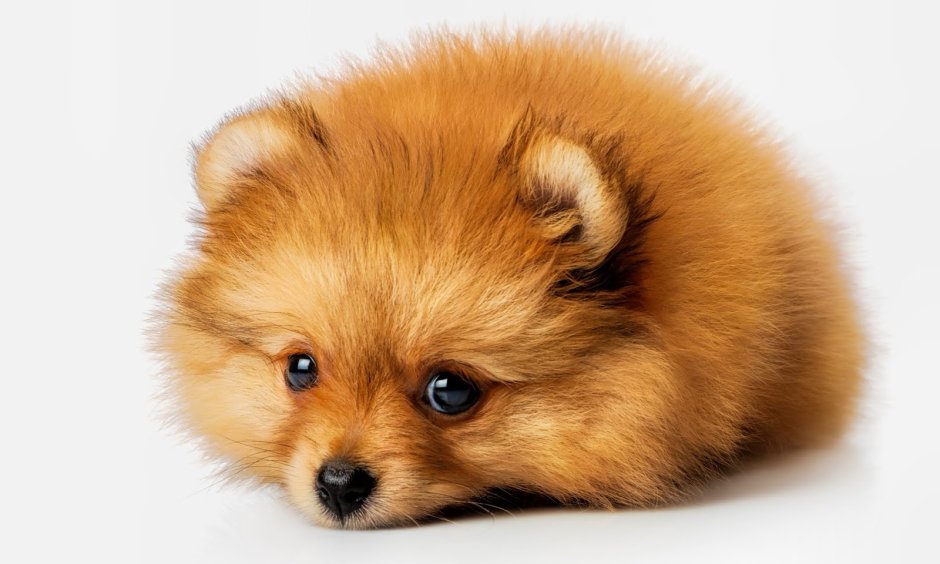 Померанский шпиц лохматый