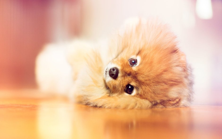 Самоедская собака нос