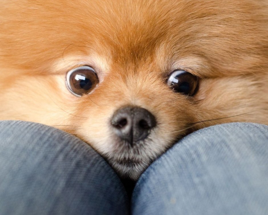 Миленькие собачки