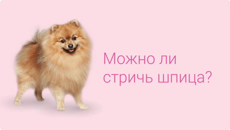 Померанский Лулу и шпиц