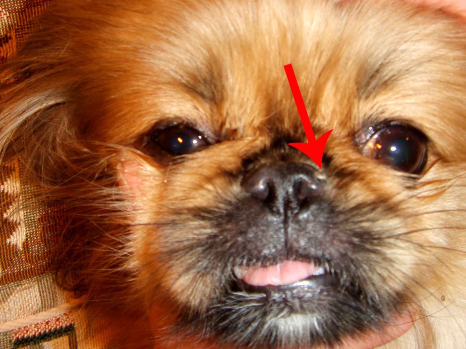 Аватарки животных милые шпиц