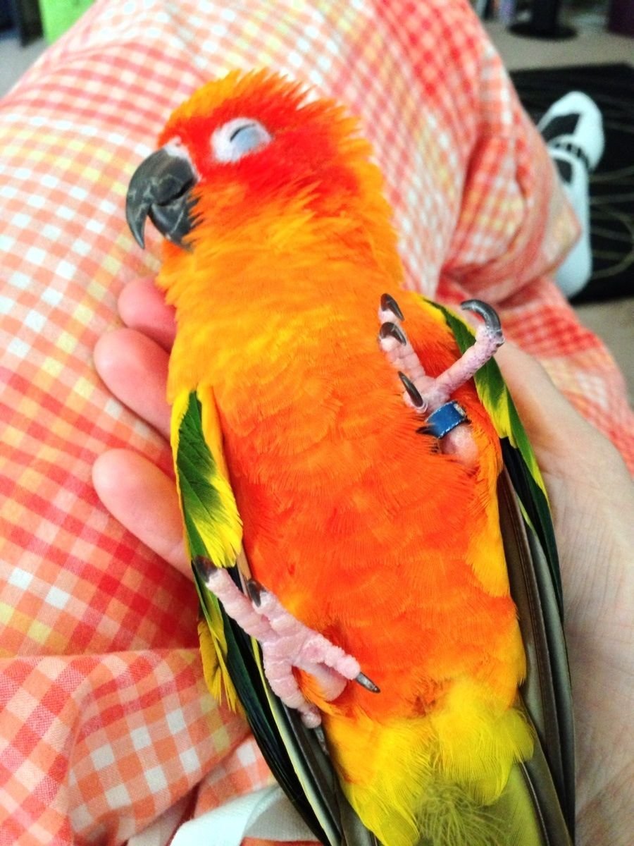 Смешной поп