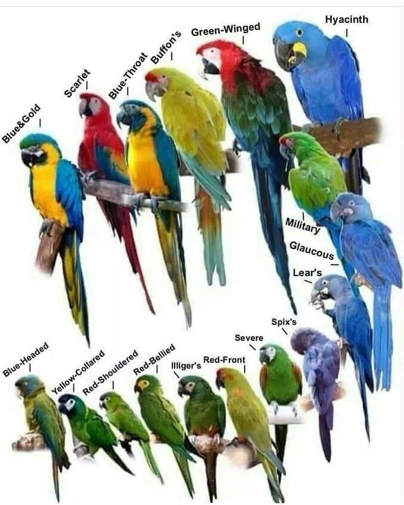 Название всех видов попугаев