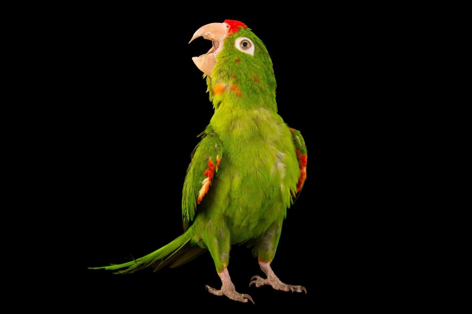 Попугай на плече