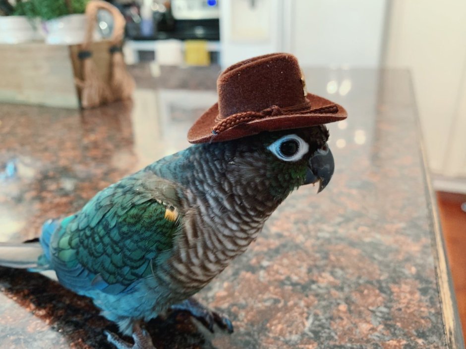 Попугай в шляпке