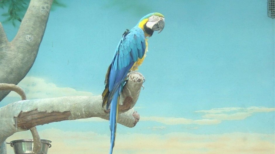 Попугай на фоне моря