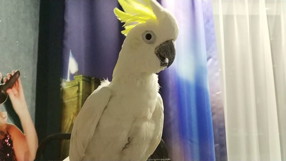 Какаду снежок