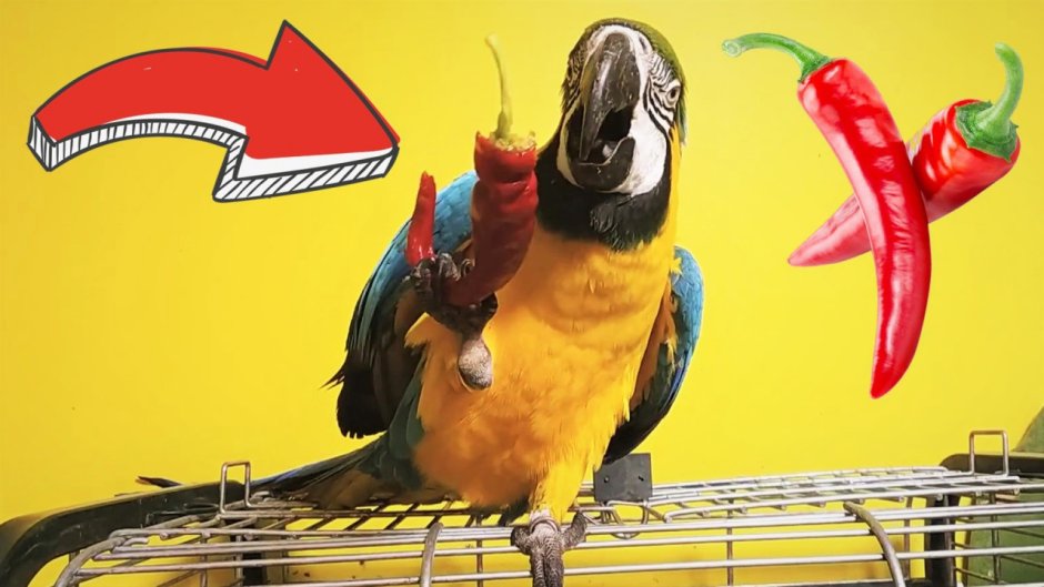 Мемы с попугаями