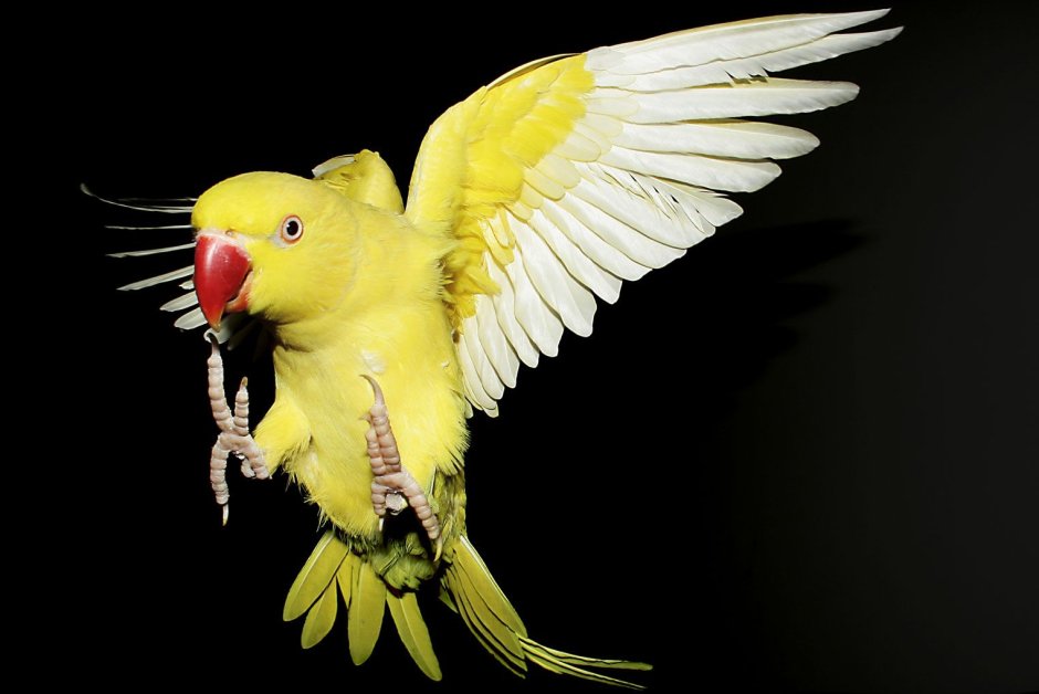 Ожереловый лютино