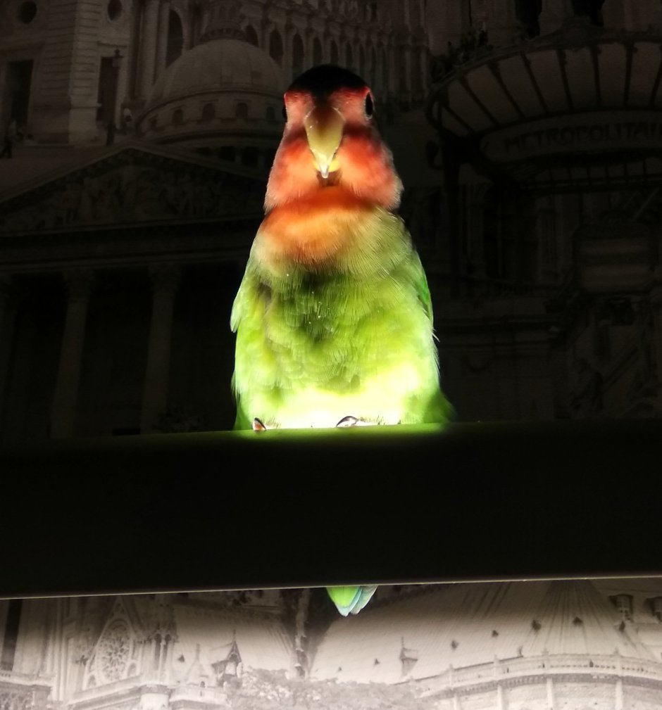 Попугай с очками