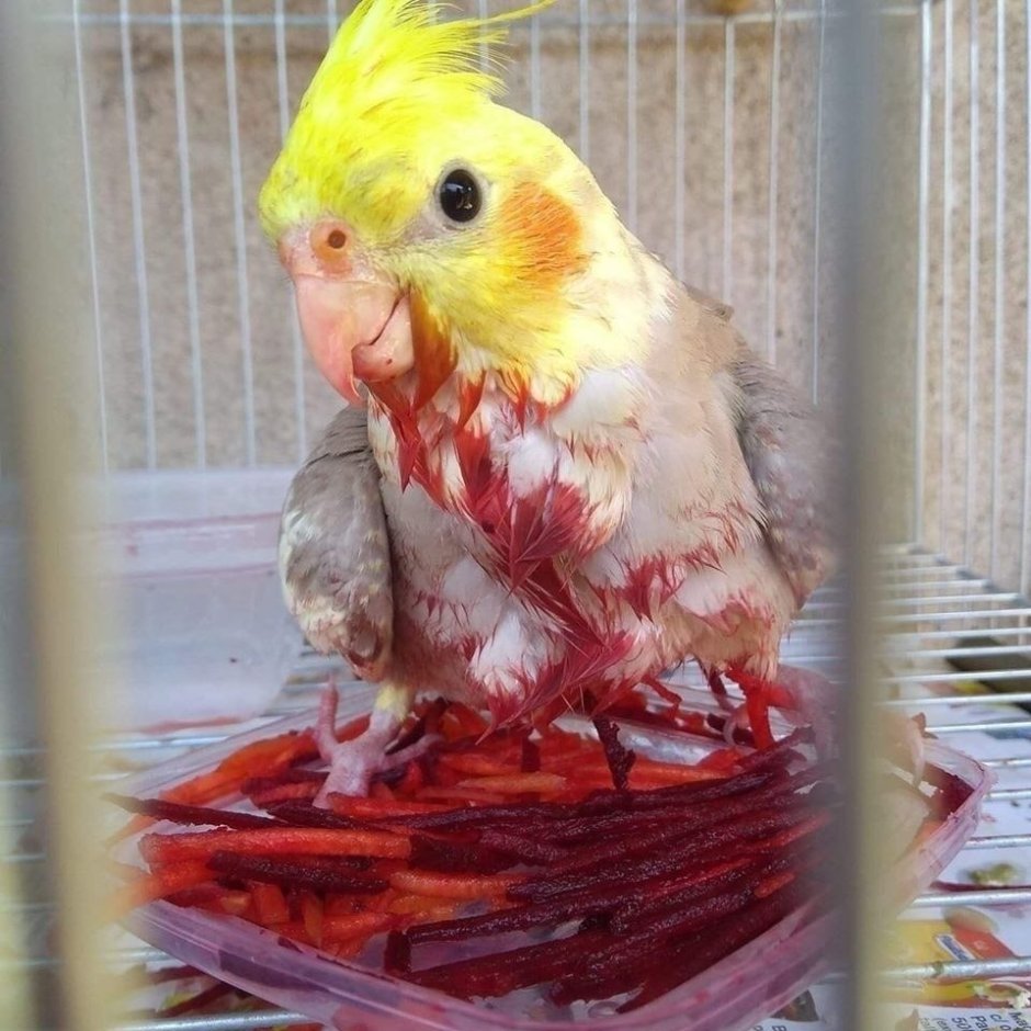 Попугай корелла смешной