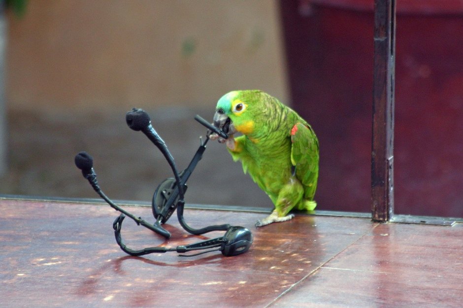 Попугай поет Беловежская пуща