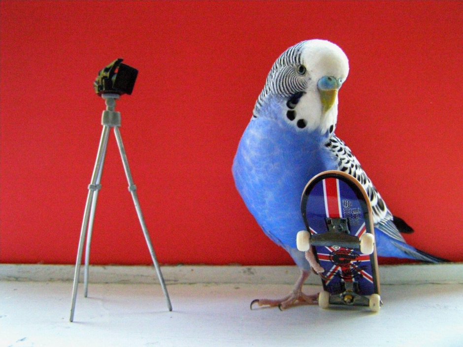 Смешные попугаи