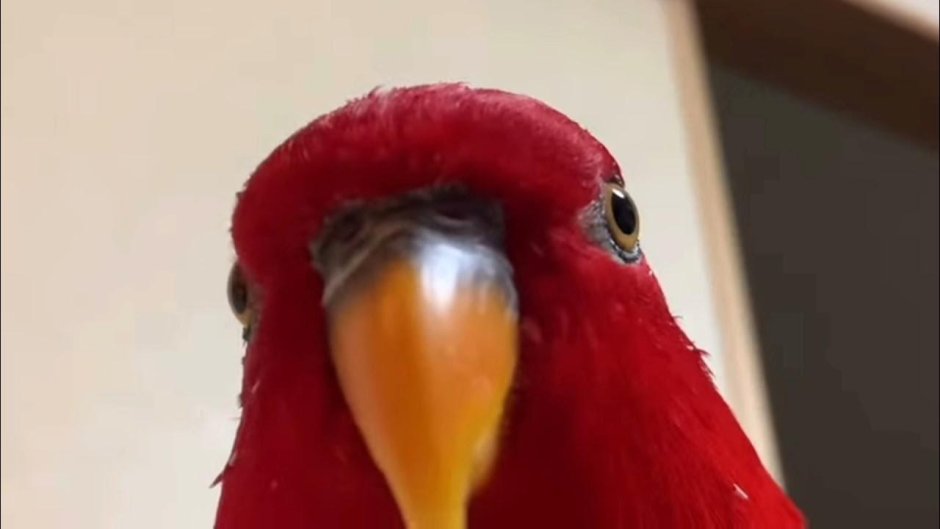 Попугай ржет