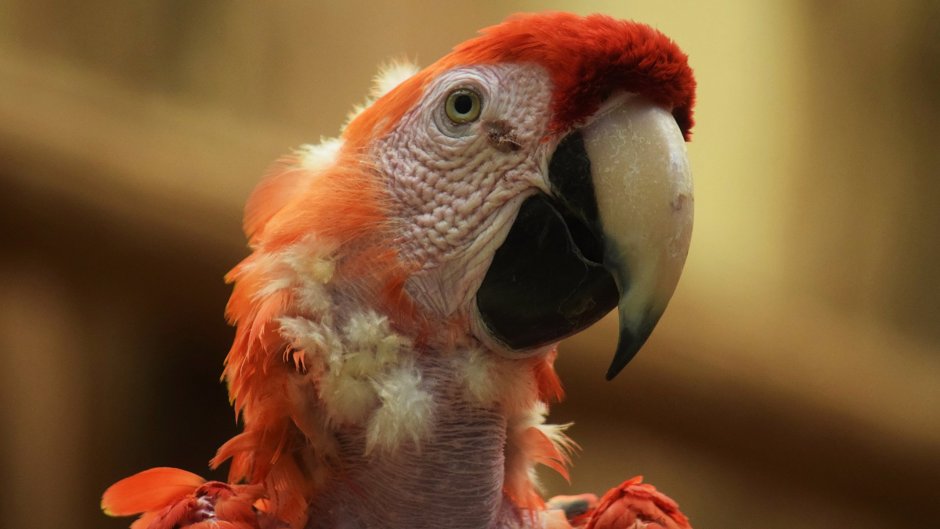 Попугай картинка