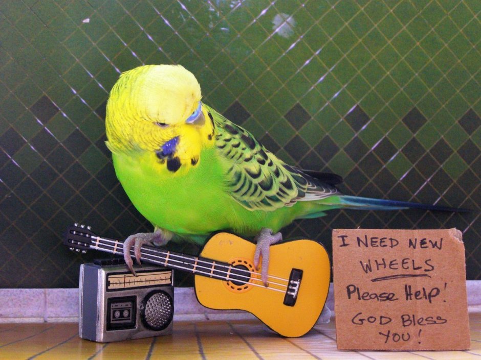 Смешные попугаи