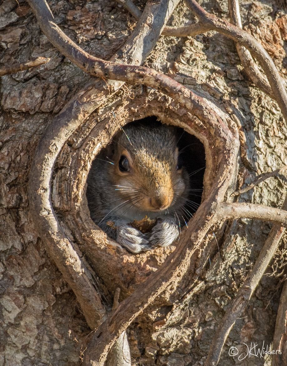 Беличье гнездо Гайно