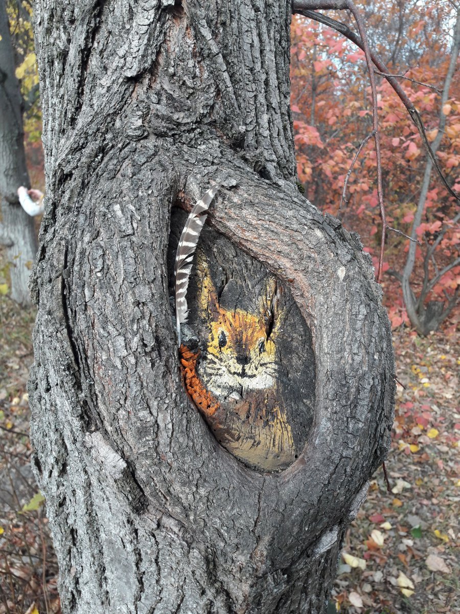 Дупло белки