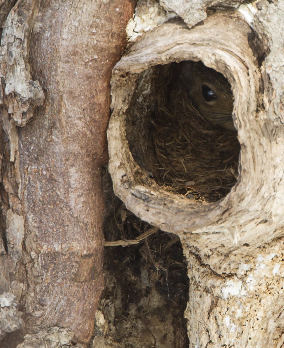 Беличье Гайно