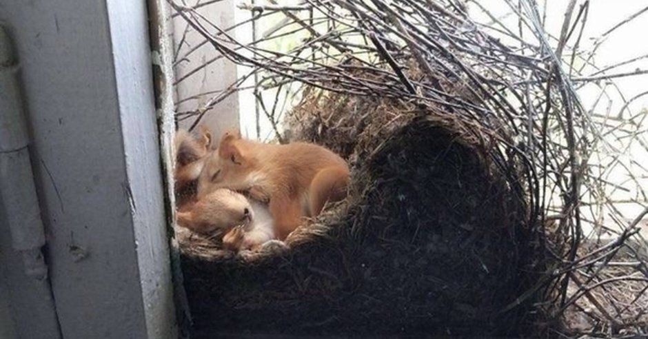 Белка в гнезде