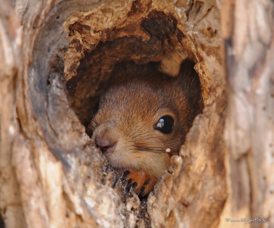 Гнездо белки беличье гнездо