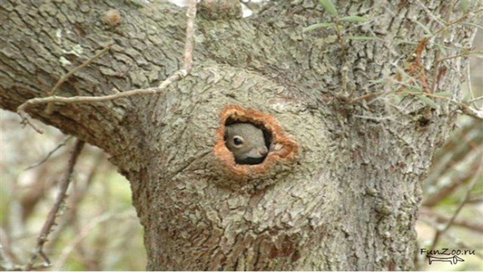 Беличья Нора гнездо