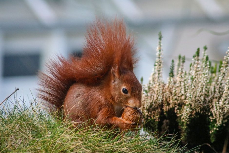 Какого цвета бывают белочки