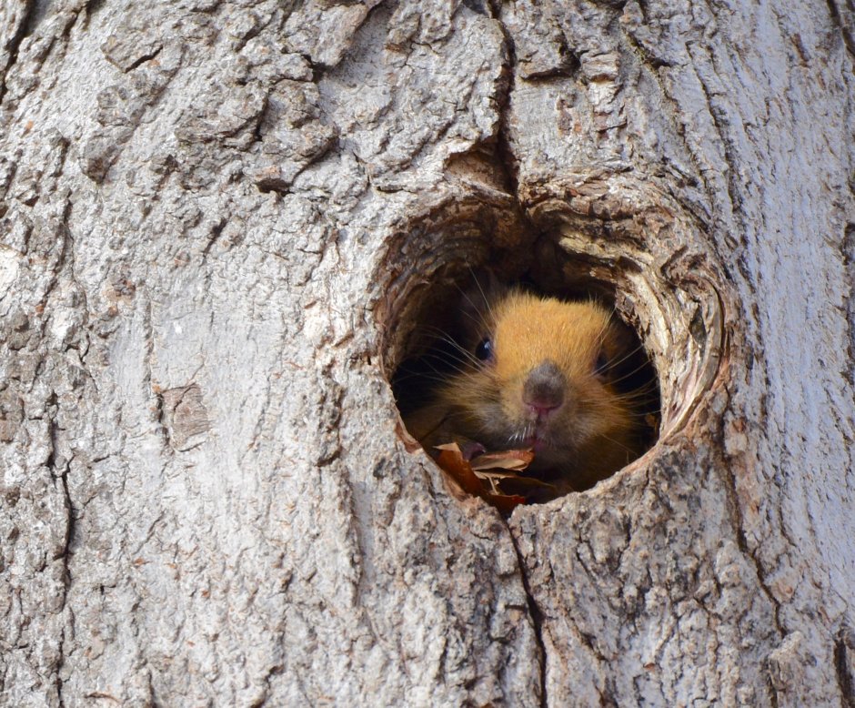 Беличье гнездо Гайно