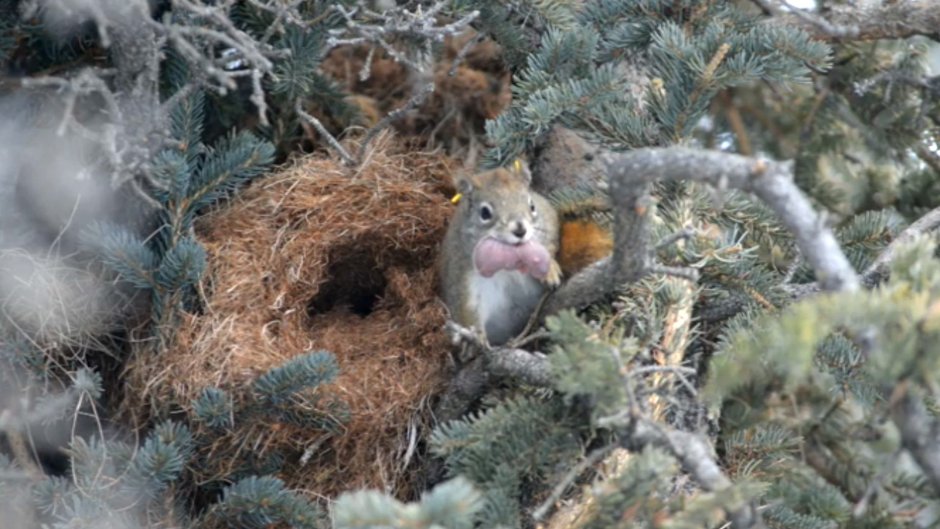Гнездо белки Гайно