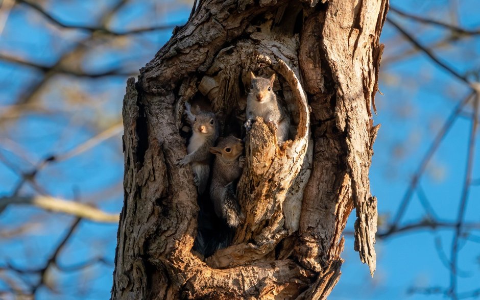 Гнездо белки беличье гнездо