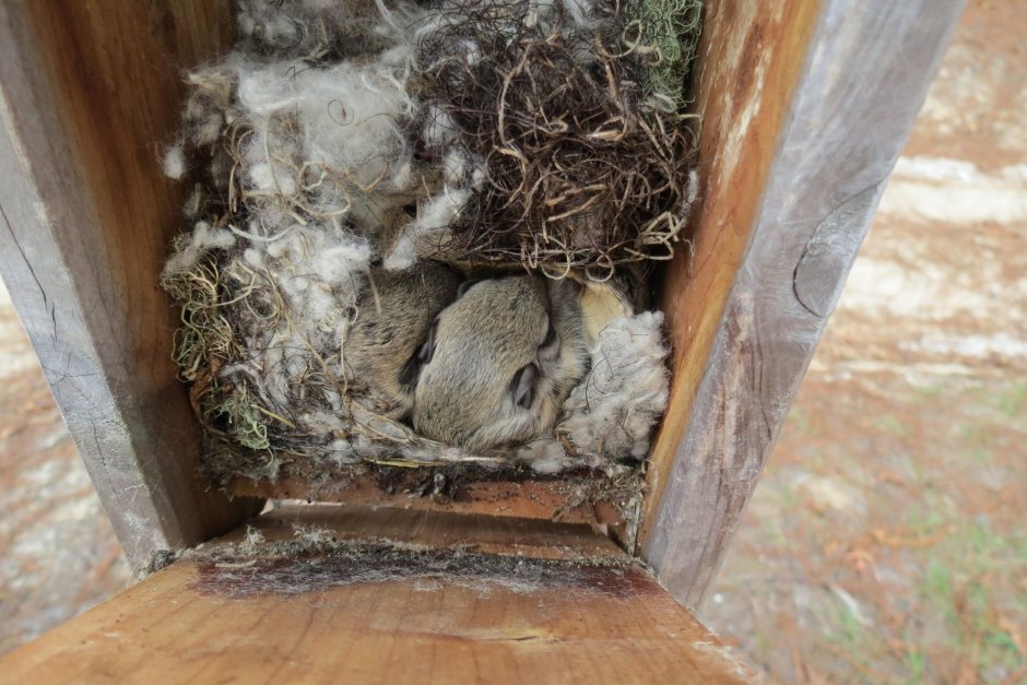 Зайчата в гнезде