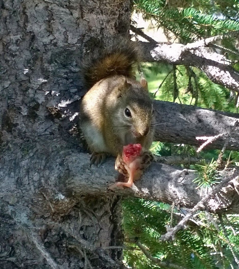 Белка Гайно