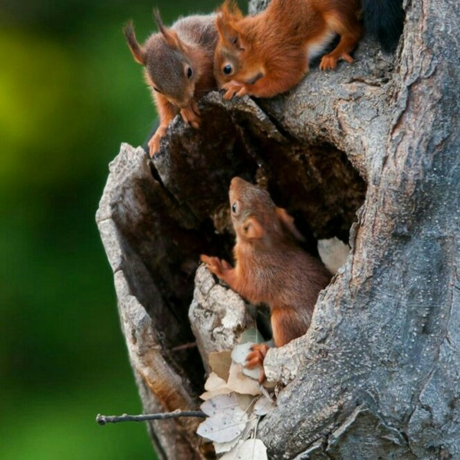 Обыкновенная белка с бельчатами