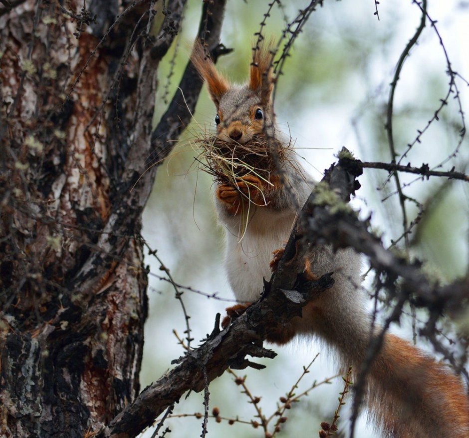 Беличье Гайно