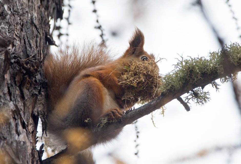 Беличье Гайно