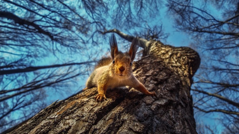 Обои на рабочий стол Белочка