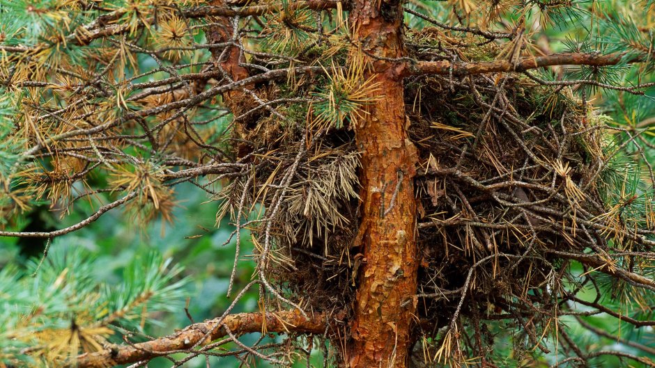 Беличье гнездо Гайно