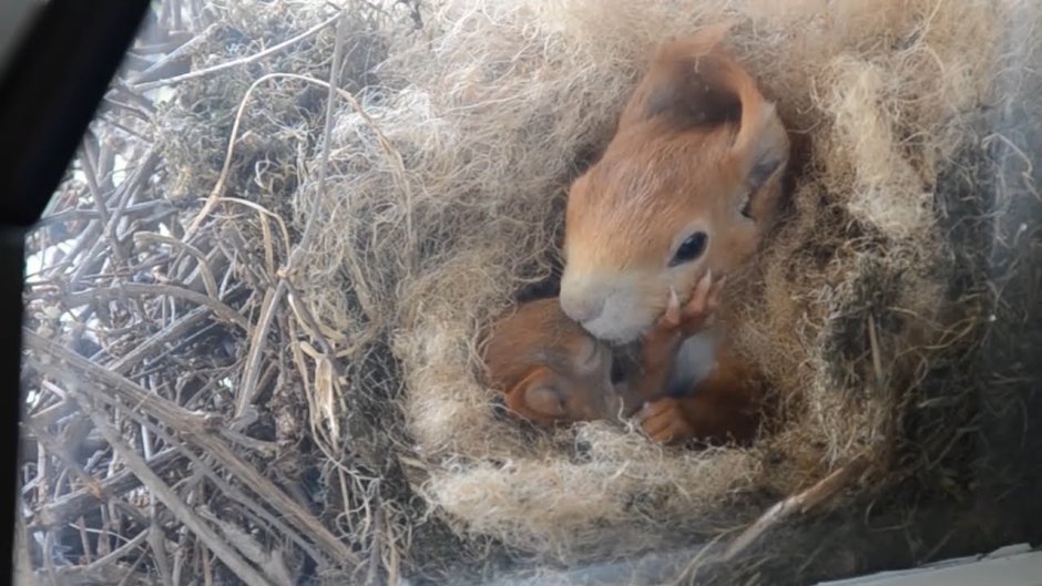 Беличье гнездо на подоконнике