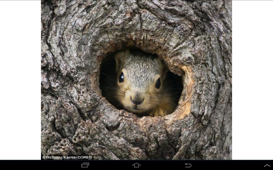 Дом для белки