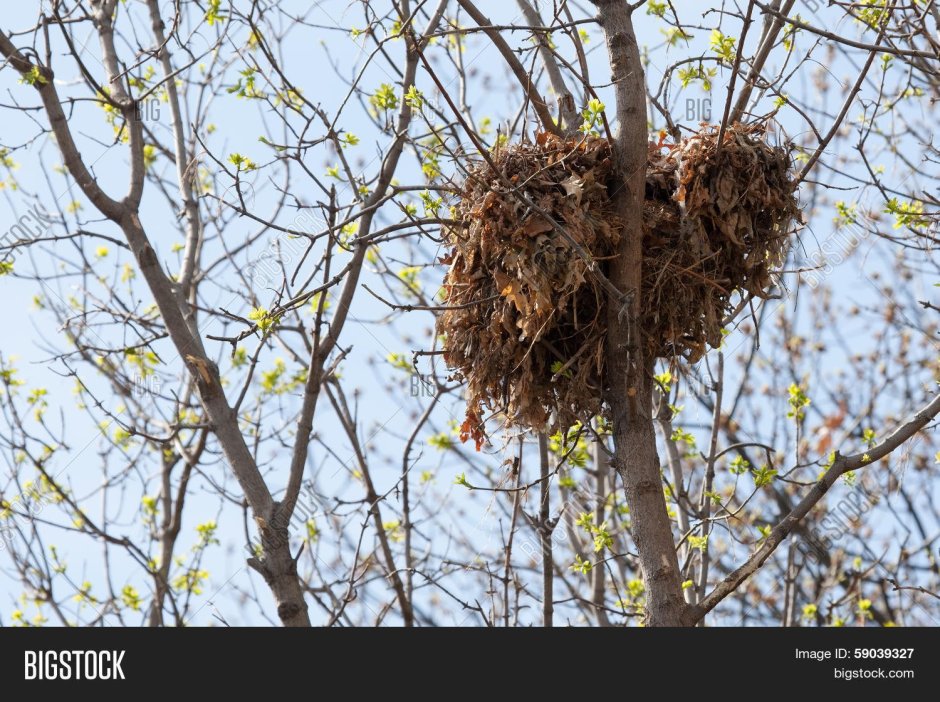 Беличьи гнезда на дереве