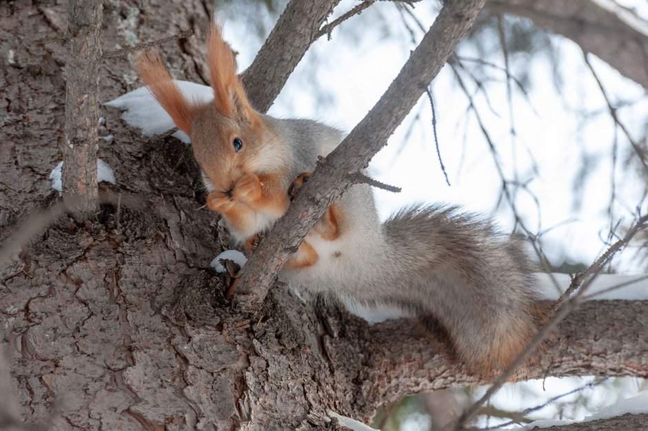 Беличье гнездо