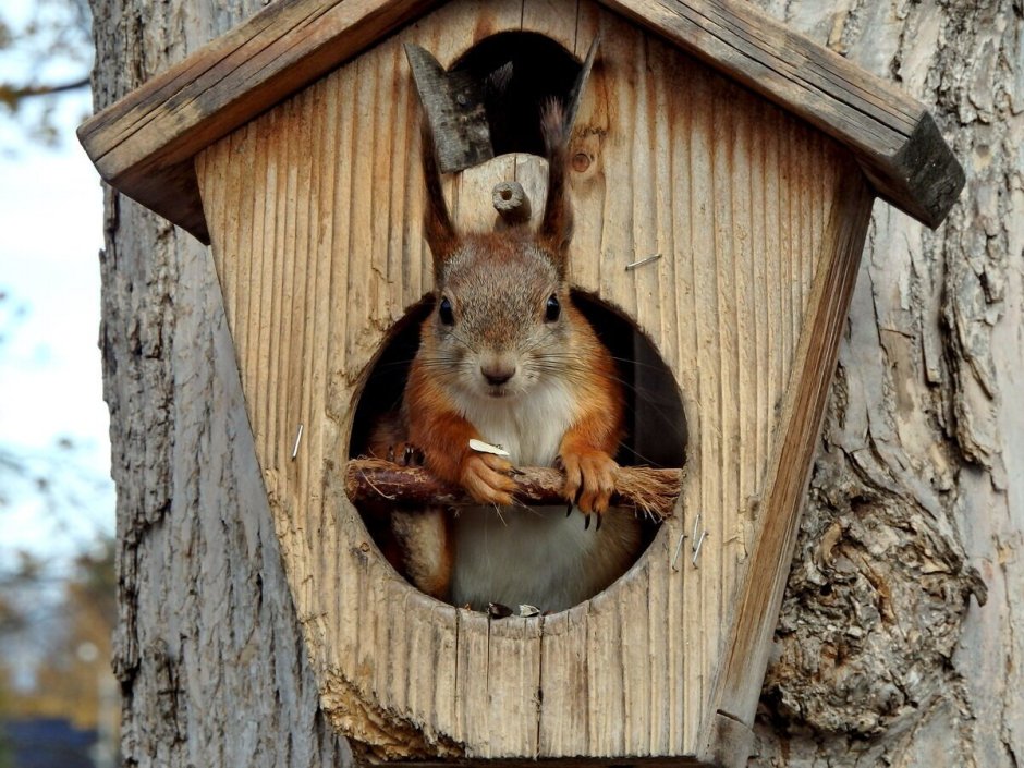 Дупло белки беличье дупло