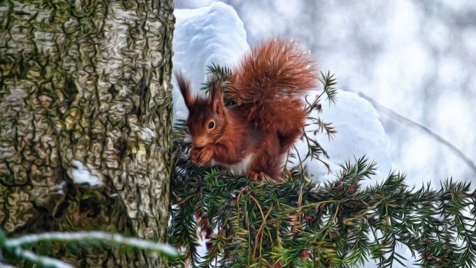 Белка зимой