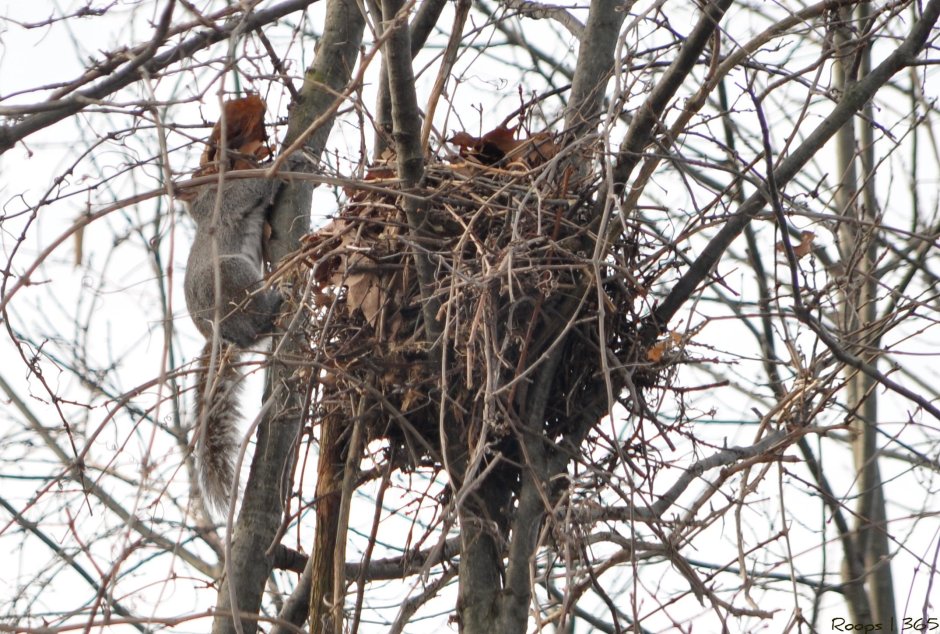 Гнездо белки Гайно