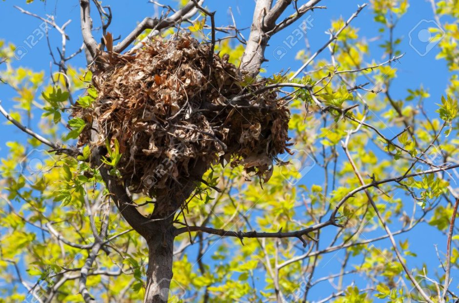Высокое дерево с гнездом