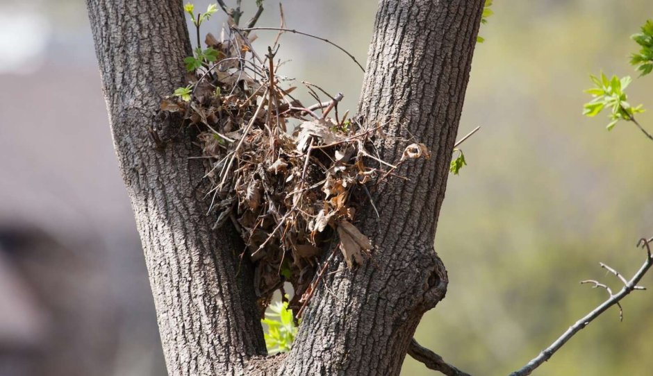 Гнездо на дереве
