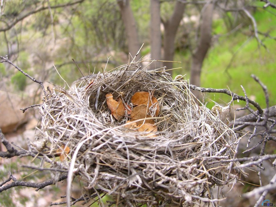 Белкино гнездо