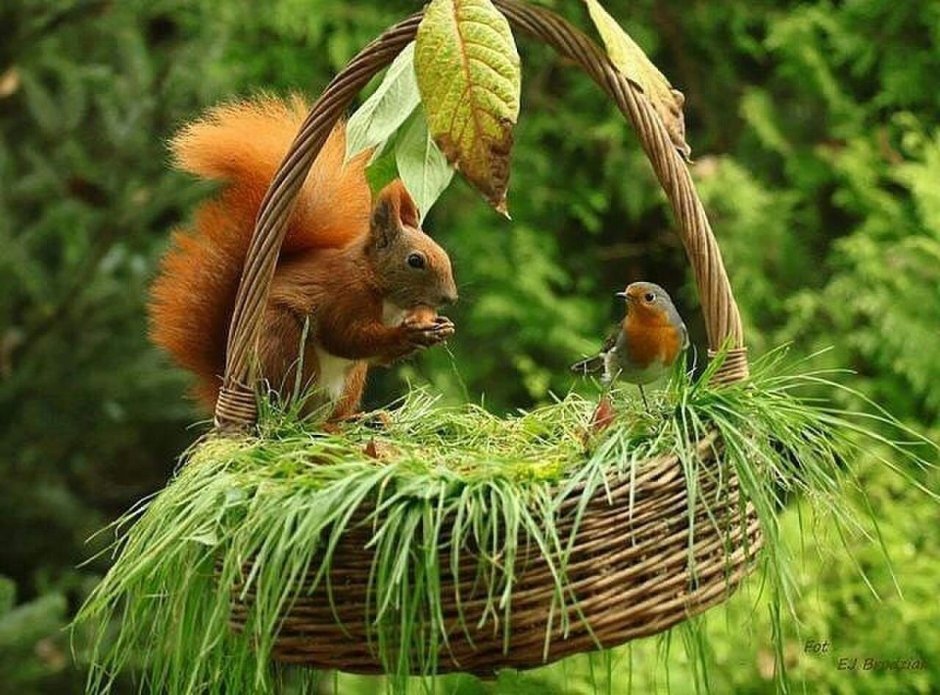 Белка и птичка