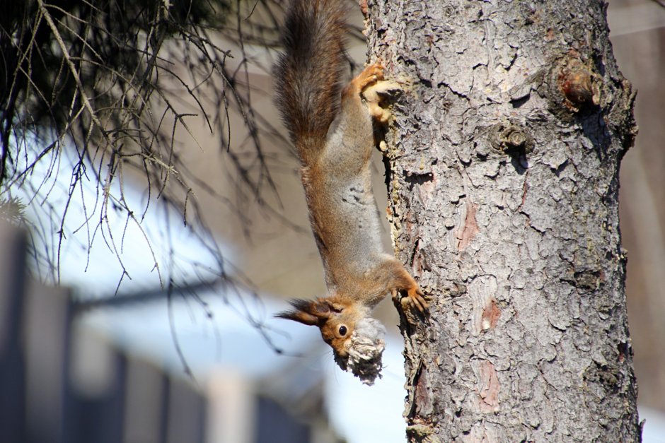 Белка Гайно