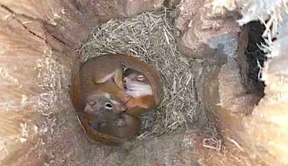 Беличья Нора гнездо